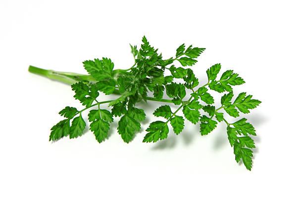 Chervil fresh tip of Chervil on white chervil stock pictures, royalty-free photos & images