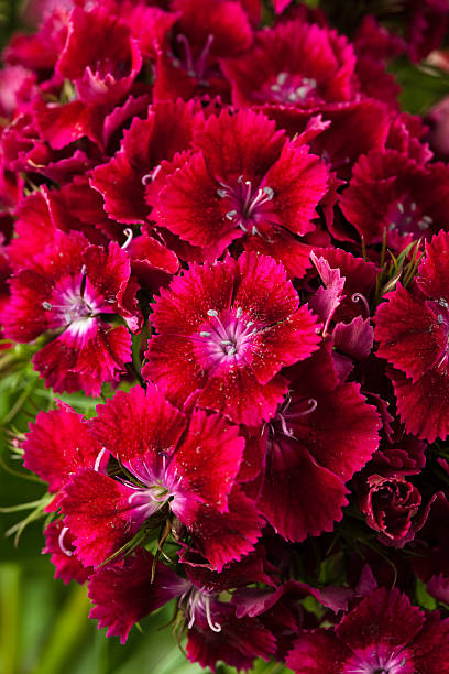 Sweet william - Dianthus barbatus "Close-up of red Sweet william flowers.Dianthus barbatus (Sweet William) is a species of Dianthus  native to the mountains of southern Europe from the Pyrenees east to the Carpathians and the Balkans, with a variety disjunct in northeastern China, Korea, and southeasternmost Russia." dianthus barbatus stock pictures, royalty-free photos & images