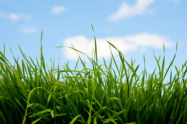 istock Vibrant grass against pale blue sky 182726477