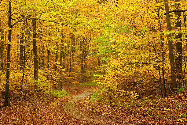 chemin de randonnée à travers la forêt mixte arbre à feuilles caduques d'automne - beech tree wilderness area forest log photos et images de collection