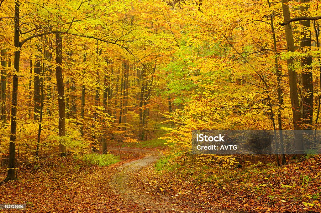 Caminhadas caminho através de mix de Árvore de folha caduca floresta no outono - Foto de stock de Beleza natural - Natureza royalty-free