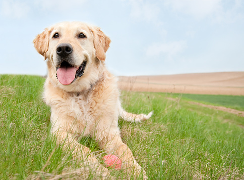 Golden Retriever with ball on a meadow