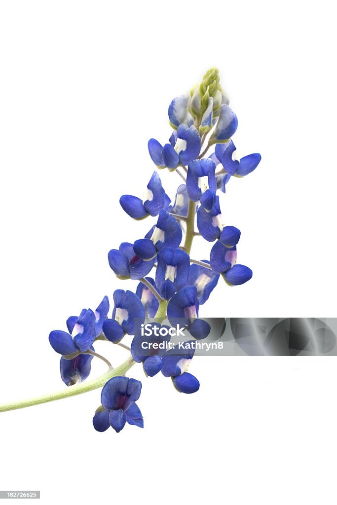 Bluebonnet Flower Stock Photo - Download Image Now - Bluebonnet, Flower,  Blue - iStock