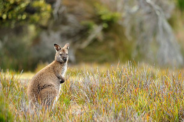 Wallaby "Wallaby at Mt. William National Park, Tasmania, AustraliaRelated images:" wallaby stock pictures, royalty-free photos & images