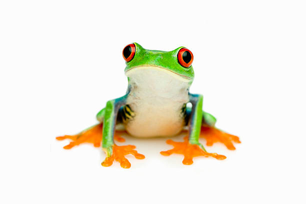 istock Green Frog Portrait 182726906