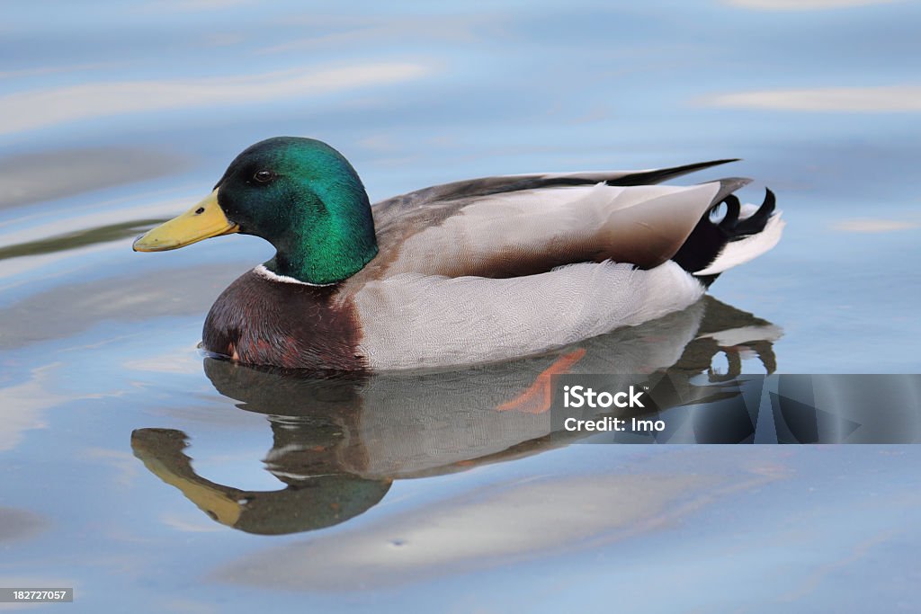 Wild pato - Foto de stock de Agua libre de derechos