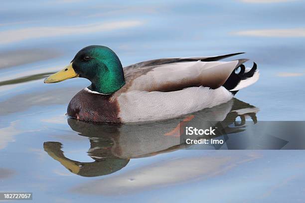 Wild Pato Foto de stock y más banco de imágenes de Agua - Agua, Animal, Animal macho