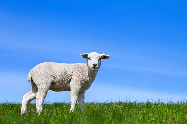 A cute little lamb on a grassy hill.