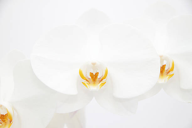 istock Orchid flower white-yellow 182727098