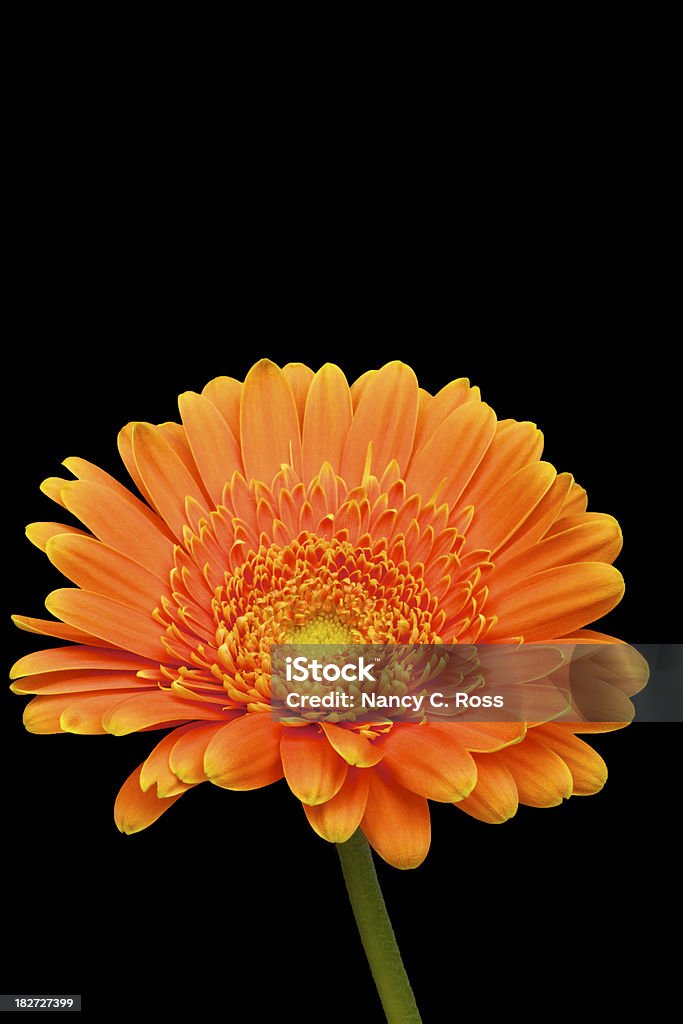 Arancio Gerbera isolato su nero, fiore di primavera - Foto stock royalty-free di Arancione