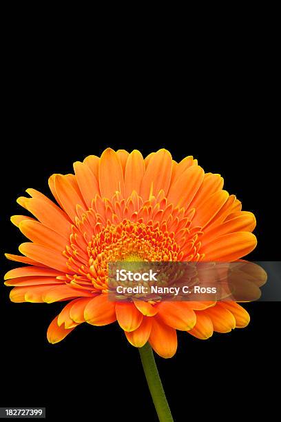 Arancio Gerbera Isolato Su Nero Fiore Di Primavera - Fotografie stock e altre immagini di Arancione