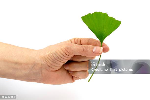 Ginko Leaf Stockfoto und mehr Bilder von Alternative Medizin - Alternative Medizin, Ayurveda, Bildschärfe