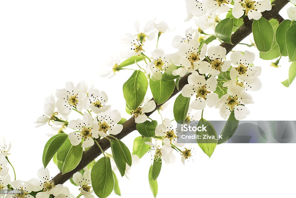 Apple tree - Lizenzfrei Apfel Stock-Foto