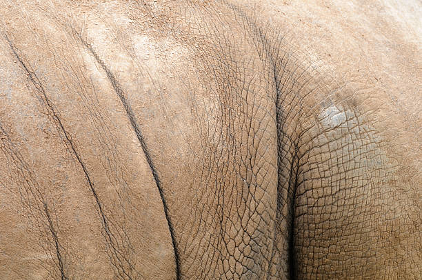 Rhinoceros skin stock photo