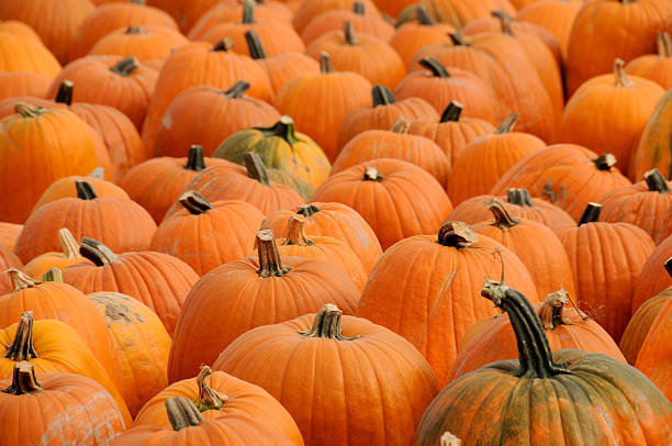 Pumpkins in Autumn stock photo