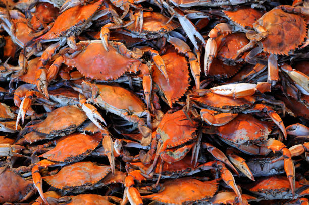 mucchio di piatti cotti al vapore pronte per mangiare i granchi azzurri - maryland blue crab foto e immagini stock