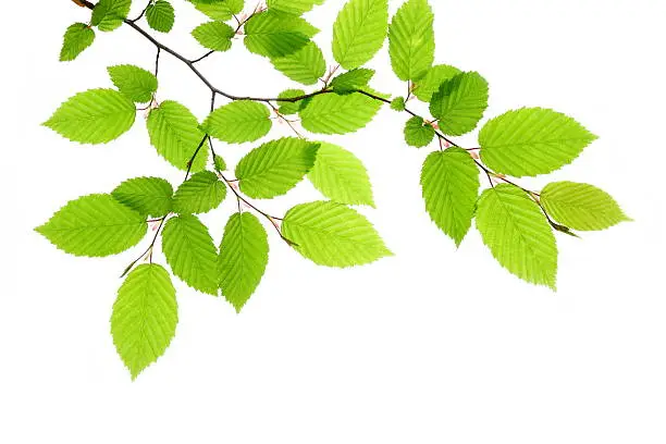 Beech leafs on white background.