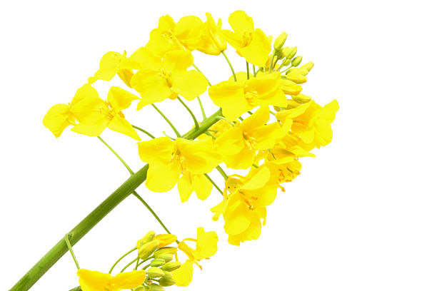 istock Oilseed Rape Flower Head on White Background 182728153