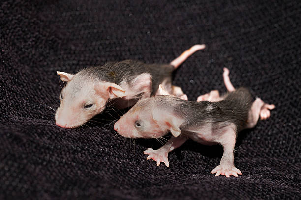 beuteltier baby opossums - underdeveloped stock-fotos und bilder