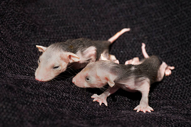유대목 동물 아기 opossums - underdeveloped 뉴스 사진 이미지