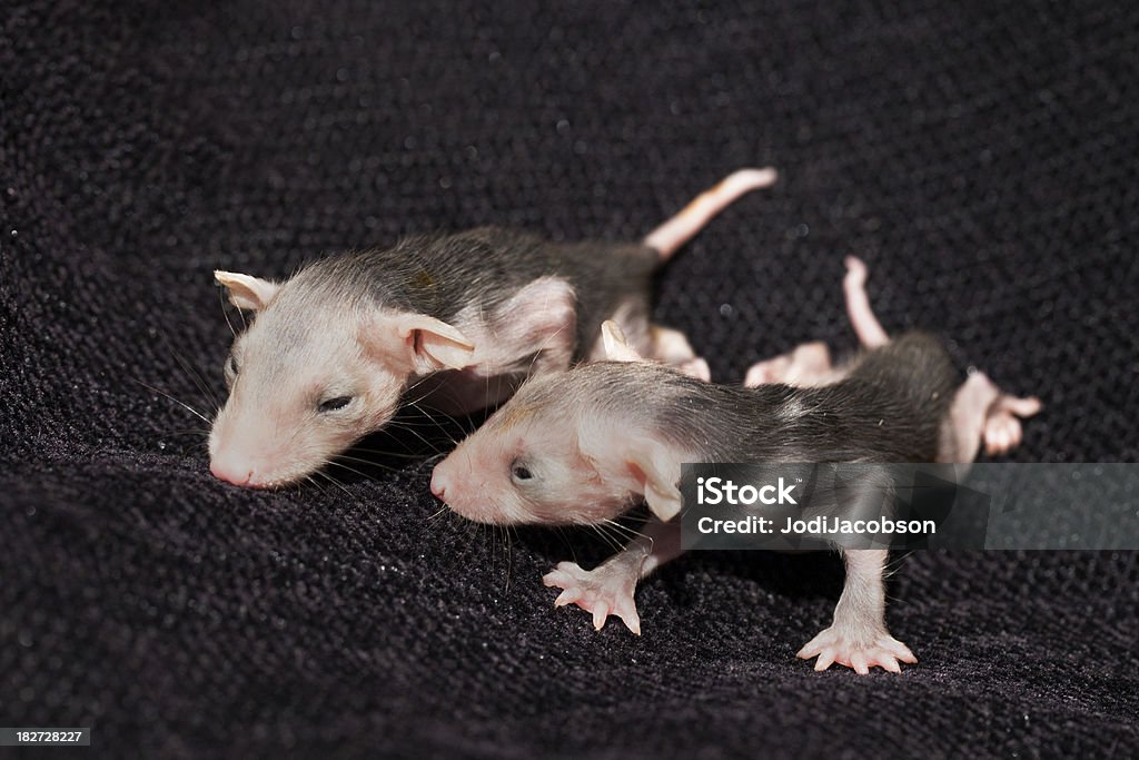 Marsupial opossums bebê - Foto de stock de Abaixo do peso royalty-free