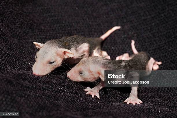 Foto de Marsupial Opossums Bebê e mais fotos de stock de Abaixo do peso - Abaixo do peso, Animal, Animal recém-nascido