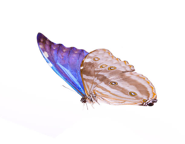 Butterfly Blue Morpho Adonis Huallaga Stock Photo - Download Image