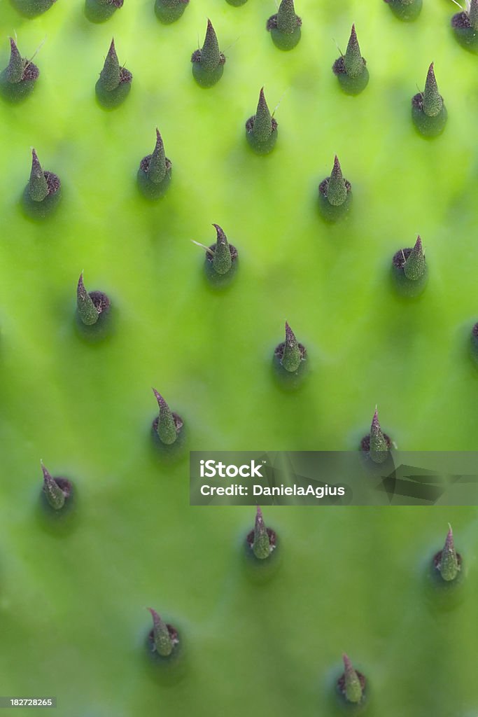 Leuchtendes junge prickly pear leaf - Lizenzfrei Baum Stock-Foto