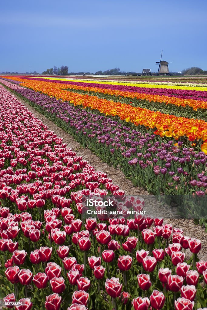 Tulipas e moinho de vento em um dia ensolarado na Holanda - Foto de stock de Agricultura royalty-free