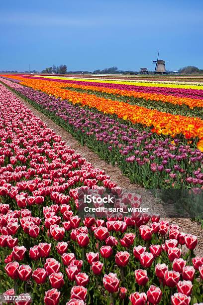 Foto de Tulipas E Moinho De Vento Em Um Dia Ensolarado Na Holanda e mais fotos de stock de Agricultura