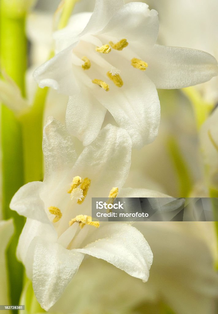 fiori - Foto stock royalty-free di Bellezza naturale