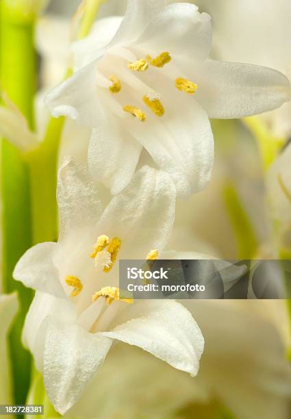 Fiori - Fotografie stock e altre immagini di Bellezza naturale - Bellezza naturale, Bianco, Bocciolo