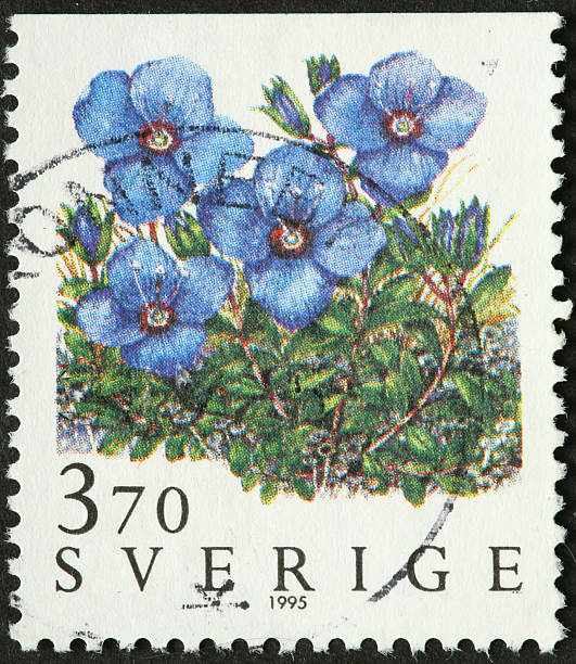 istock blue Swedish wildflowers 182728438