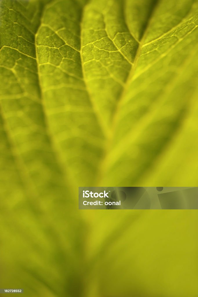 Green leaf background Abstract Stock Photo