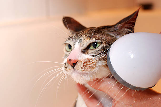 An unhappy calico cat getting a shower