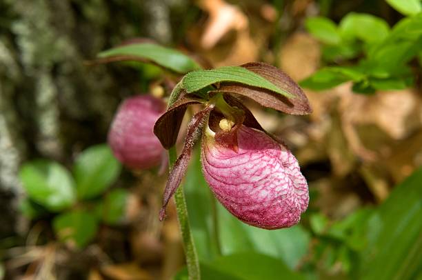 Pink Lady's Slipper Orchid Bloom stock photo