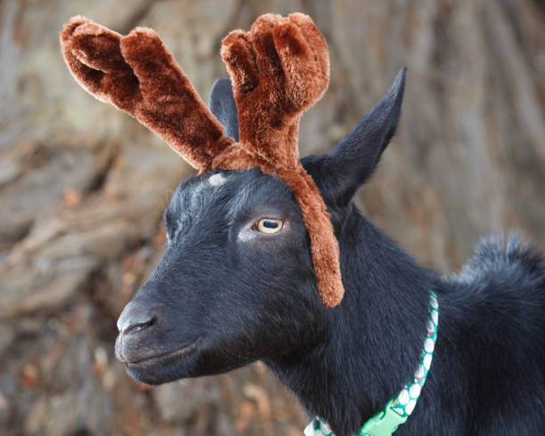 A close-up image of a goat wearing reindeer antlers hat.
