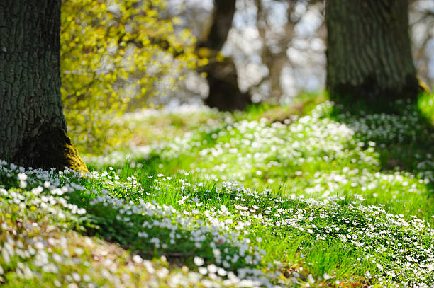 White wood anemone in oak forest Shallow DOF. Sunlit, Stockholm, Sweden. wildwood windflower stock pictures, royalty-free photos & images