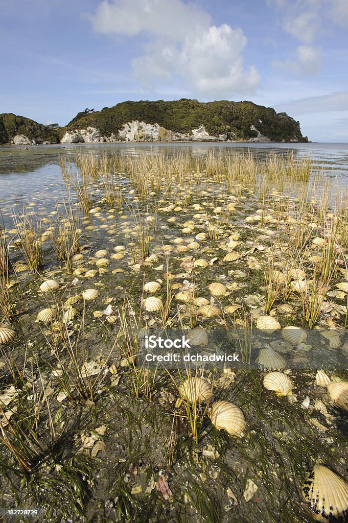 Des huîtres - Photo de Estuaire libre de droits