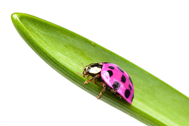 Ladybird with open wings takes off next to a wristwatch on a woman's hand. Concept of time flies