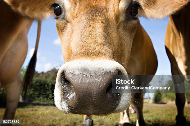 好奇心の若いジャージー牛のフィールド - 嗅ぐのストックフォトや画像を多数ご用意 - 嗅ぐ, 牝牛, ウシ