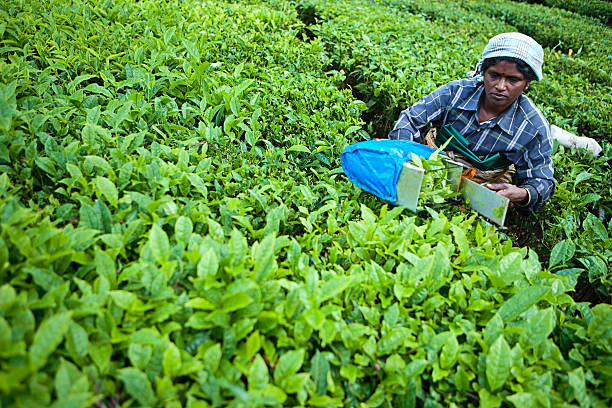 istock Woman harvesting tea leaves 182728846