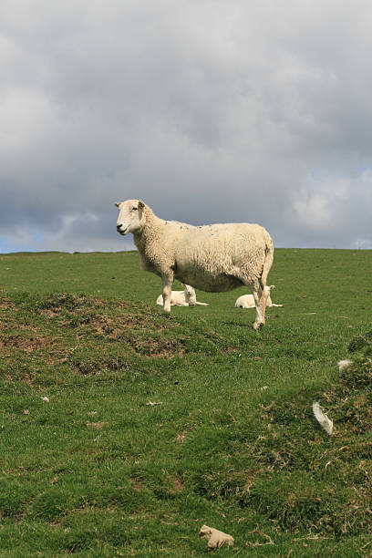 istock Welsh mother in Garw Valley 182728887