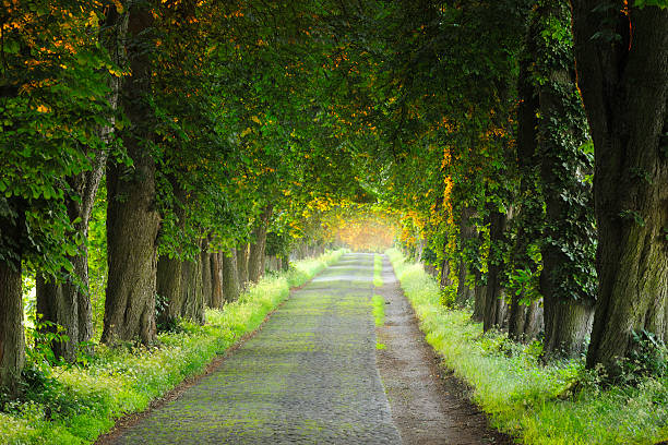 istock Cobblestone Road with Chestnut Trees on Both Sides 182728930