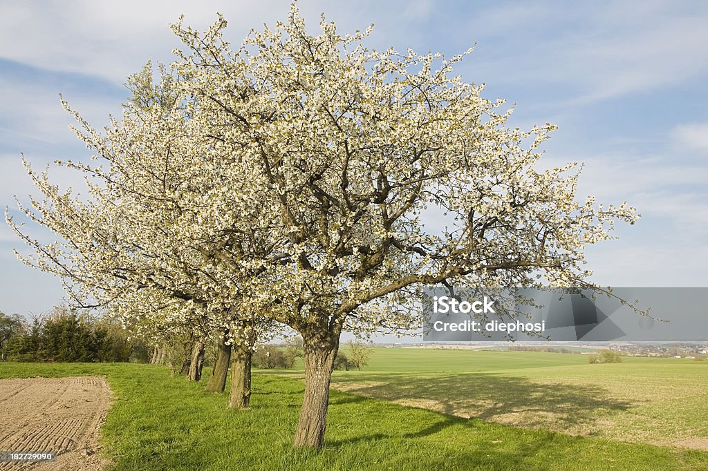 Blühenden Kirschbäume - Lizenzfrei Baumkrone Stock-Foto
