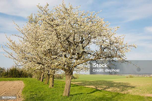 Blühenden Kirschbäume Stockfoto und mehr Bilder von Baumkrone - Baumkrone, Entstehung, Sonnenlicht