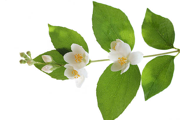 istock Jasmine flowers isolated on white 182729121