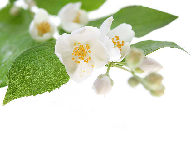 istock Jasmine flowers isolated on white 182729126