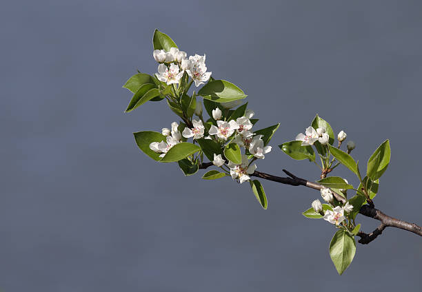 Pear blossom stock photo