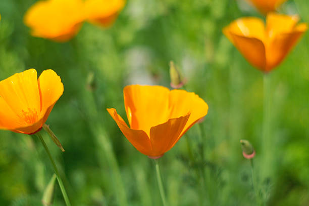 istock California Poppies 182729505